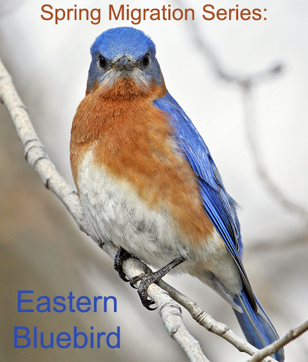 spring migration series eastern bluebird spring migration series eastern bluebird